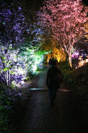 enchanted forest pitlochry
